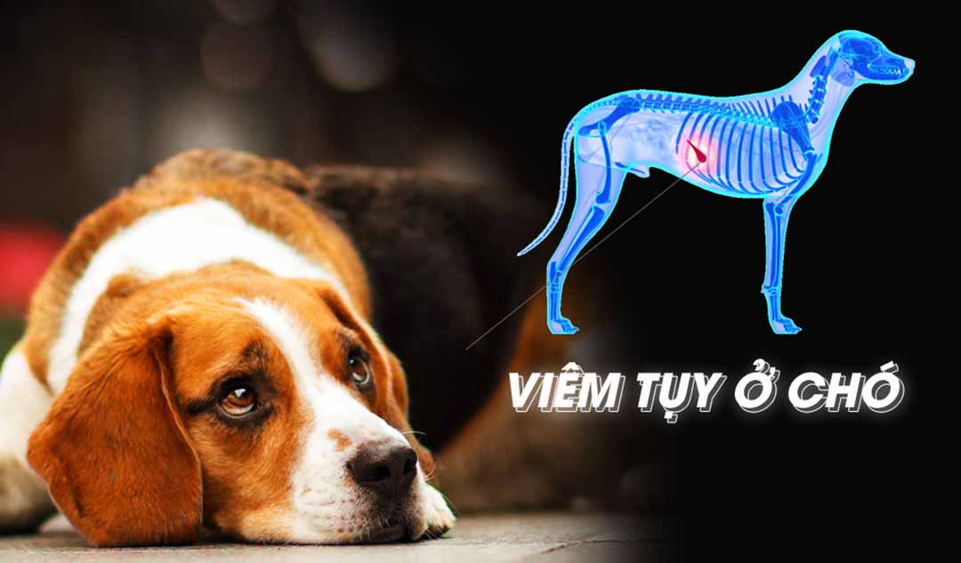 Bạn nên biết gì về viêm tụy ở chó?  