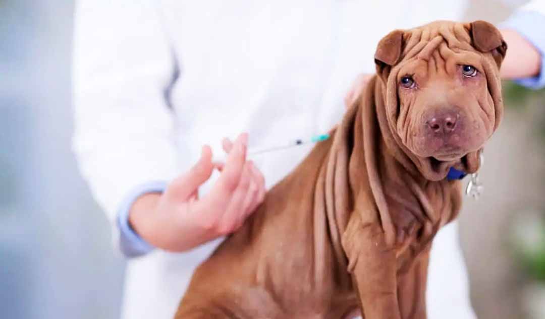Làm thế nào để bạn ngăn ngừa bệnh gan ở cún cưng?  