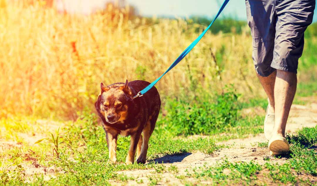 Thân nhiệt tăng hoặc say nắng ở chó là gì?  