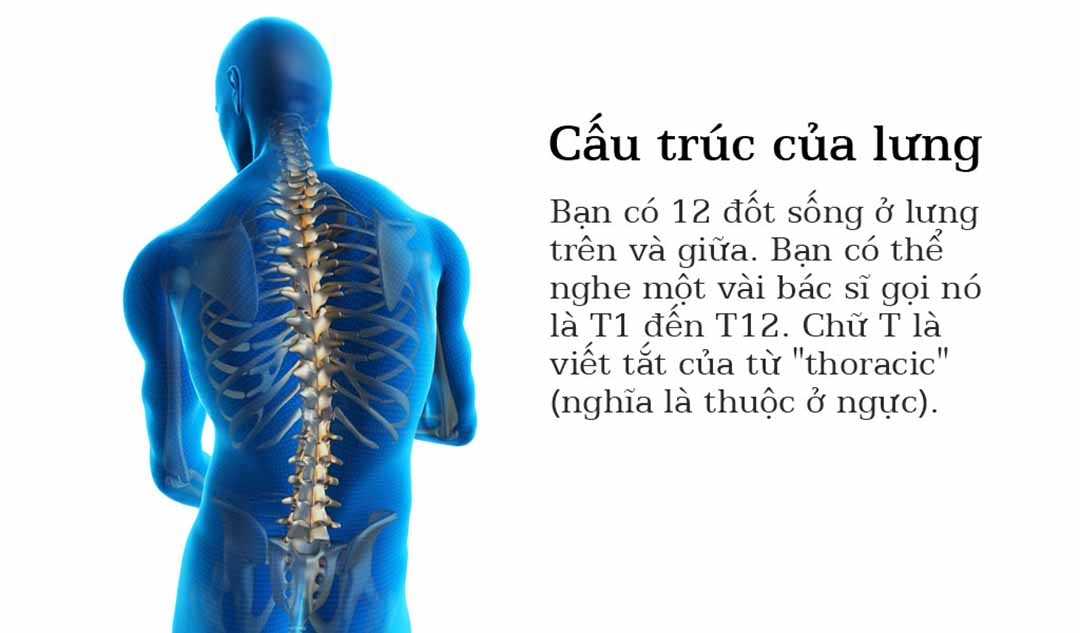 Cấu trúc của lưng của bạn là gì?