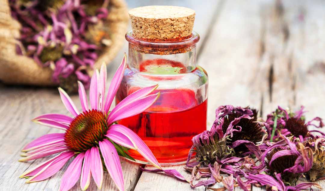  Thảo dược echinacea (Chi Hoa nón) có được quy định sử dụng tại Hoa Kỳ hay không?