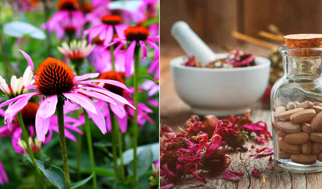 Thảo dược Echinacea (Chi Hoa nón) có tác dụng phụ hay không?