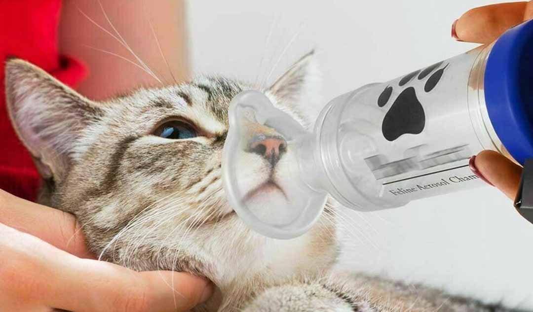 Bệnh hen suyễn phổ biến ở mèo như thế nào?