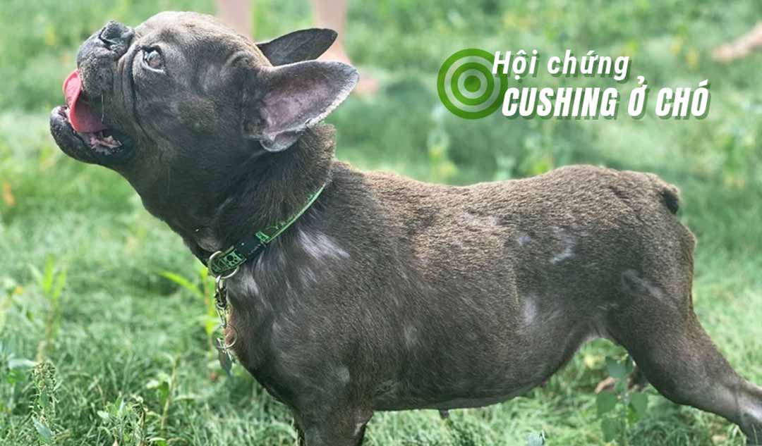 Hội chứng Cushing ở chó được chẩn đoán như thế nào?