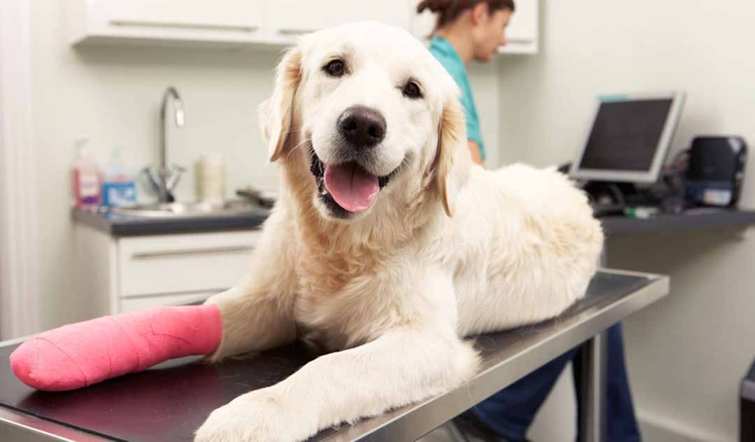 Làm thế nào để biết chú chó của bạn đang bị căng cơ hoặc bong gân?