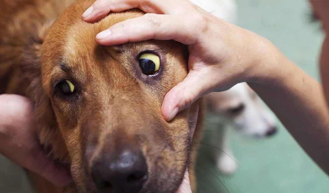 Triệu chứng bệnh gan ở chó là gì?