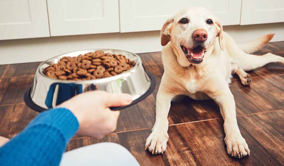 Khi nào tôi nên sử dụng phương pháp cho ăn đúng giờ cho cún cưng, và tôi nên làm thế nào?