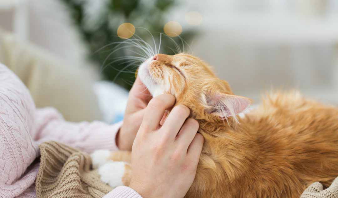 Làm thế nào tôi có thể biết con mèo của tôi đang kêu rừ vì nhẹ nhõm và được chữa lành?