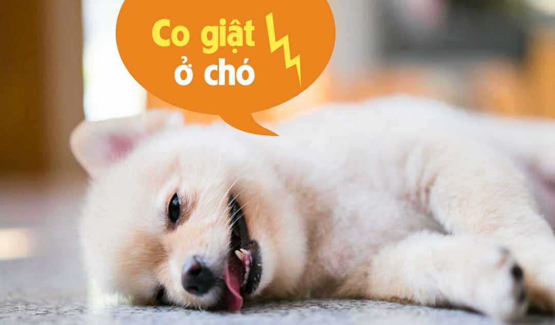 Các triệu chứng co giật ở chó là gì?