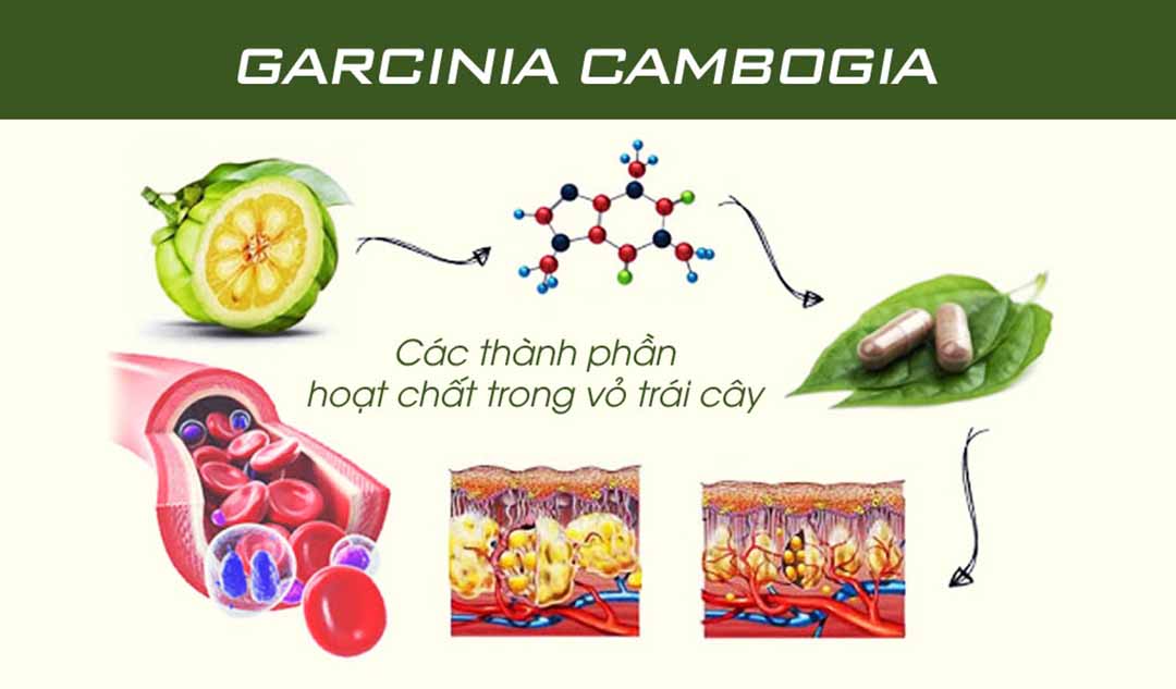 Làm thế nào để garcinia cambogia hoạt động?
