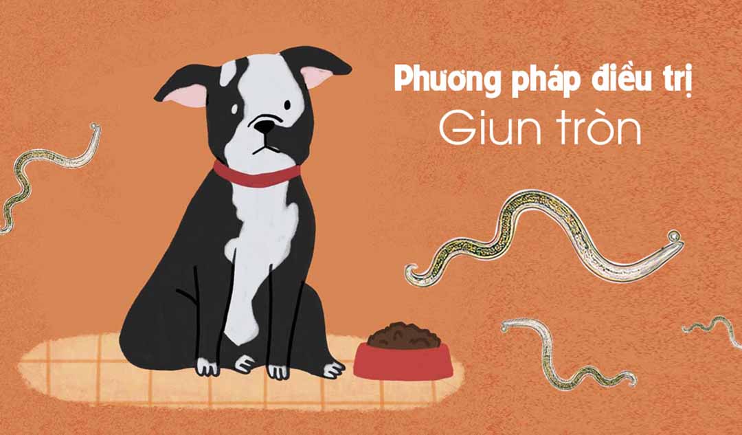 Phương pháp điều trị giun tròn là gì?