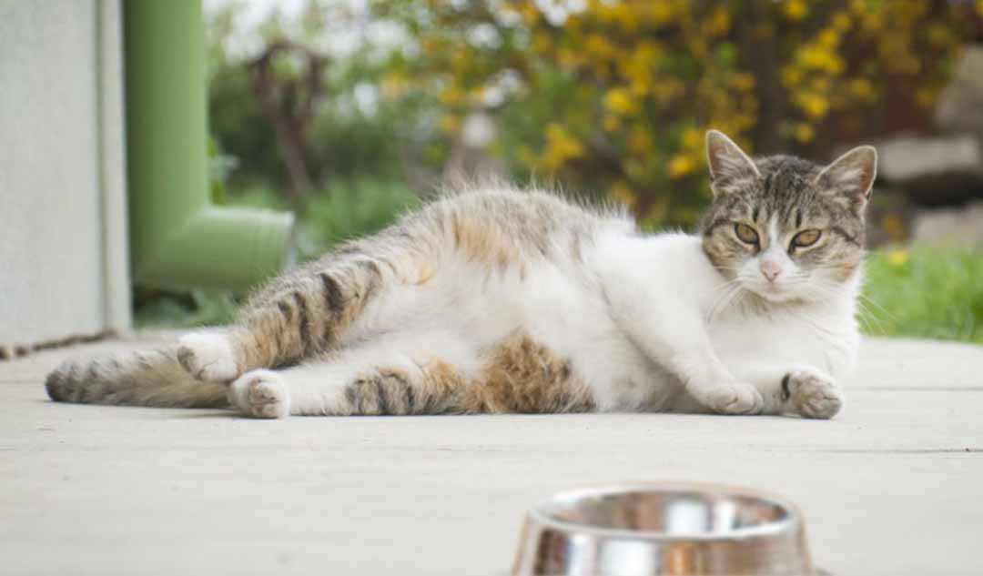 Mang thai sẽ ảnh hưởng đến chế độ ăn của mèo như thế nào?