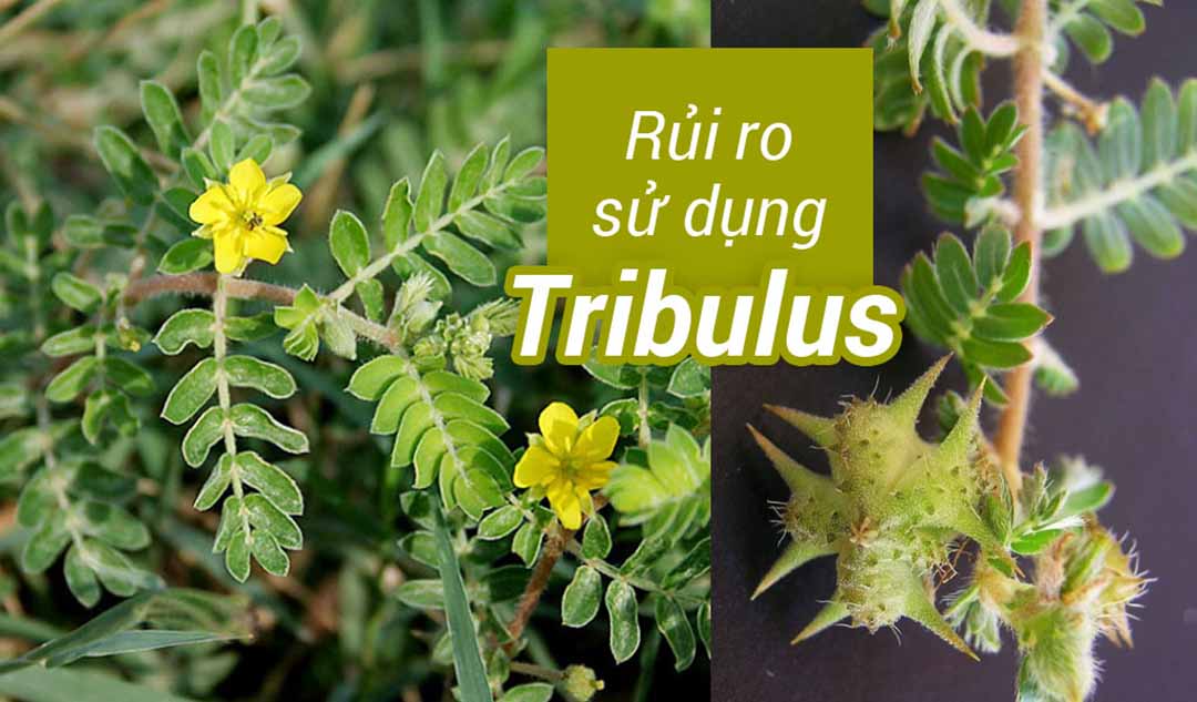 Những rủi ro khi sử dụng Tribulus là gì?