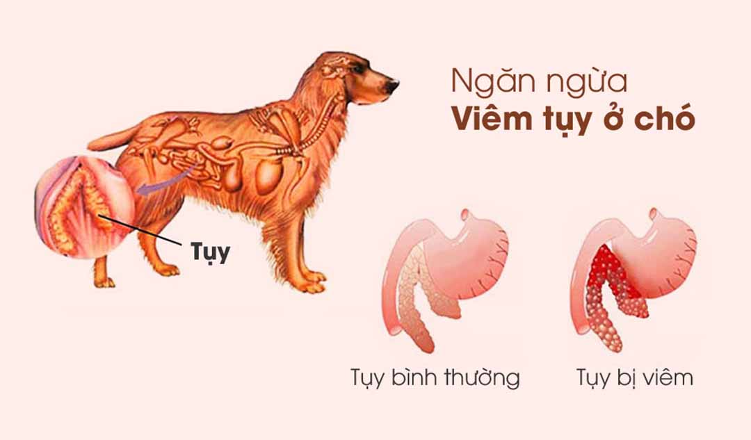 Làm thế nào bạn có thể ngăn ngừa viêm tụy ở chó?