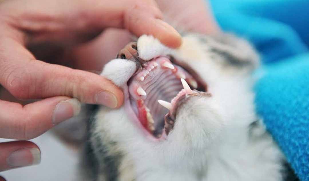 Tại sao bệnh miệng và sâu răng khiến mèo chảy nước dãi và làm thế nào tôi có thể khắc phục điều này?