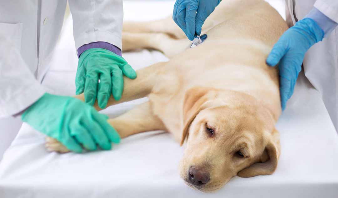 Tôi nên mong đợi điều gì khi đưa chú chó đang lên cơn động kinh của mình đến bác sĩ thú y?