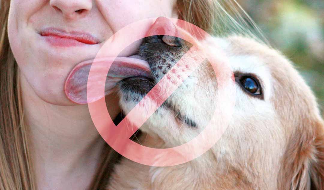 Bạn có thể ngăn ngừa giun ở cún cưng lây sang cơ thể hay không?