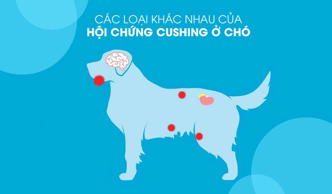 Các loại khác nhau của hội chứng Cushing ở chó là gì?