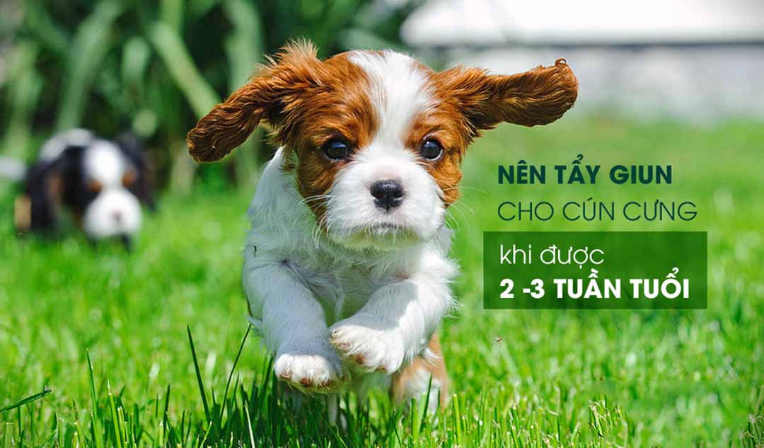 Khi nào tôi nên tẩy giun cho cún cưng?