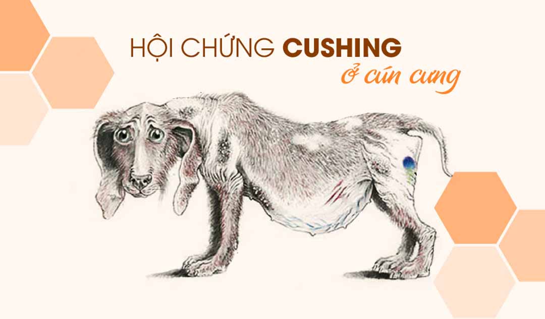 Làm thế nào cún cưng của bạn có thể mắc phải hội chứng Cushing?