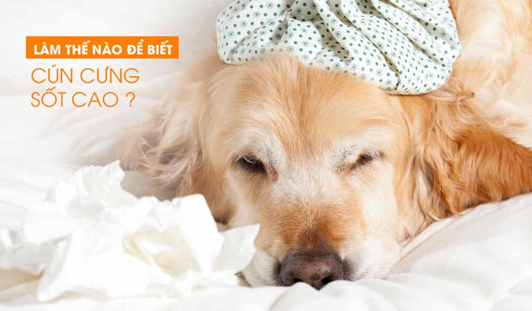 Làm thế nào để tôi biết nếu cún cưng của tôi đang bị sốt cao?