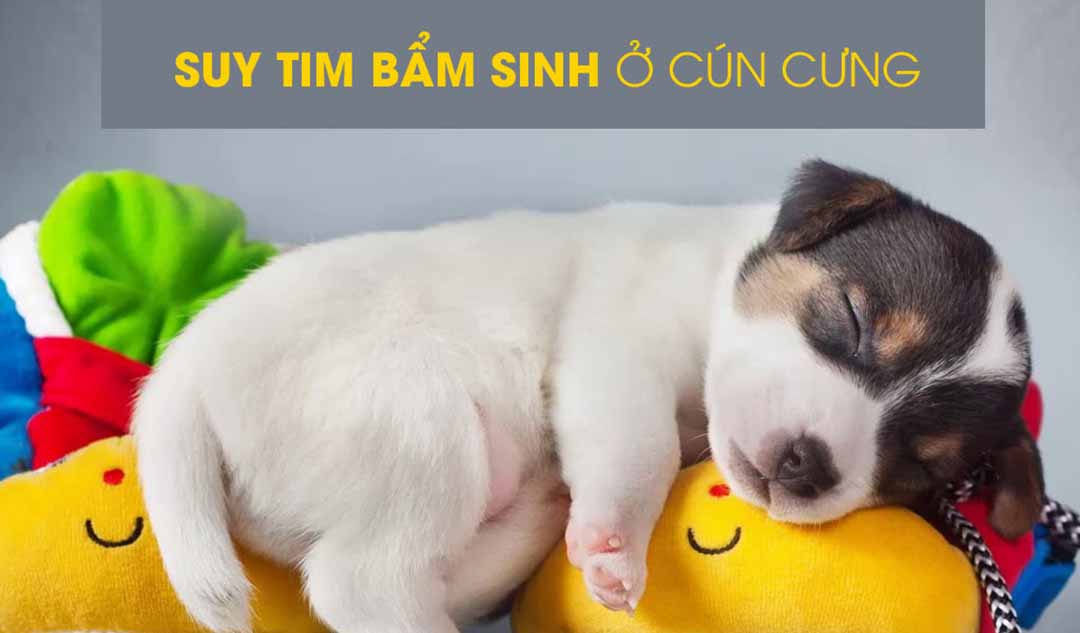 Suy tim bẩm sinh ở cún cưng có nghĩa là gì?