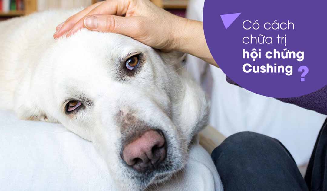 Có cách chữa trị hội chứng Cushing trên chó hay không?