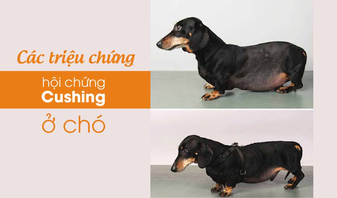 Các triệu chứng của hội chứng Cushing ở chó như thế nào?