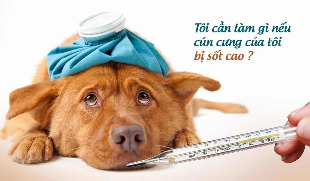 Tôi cần làm gì nếu cún cưng của tôi bị sốt cao hơn 39 độ C ?