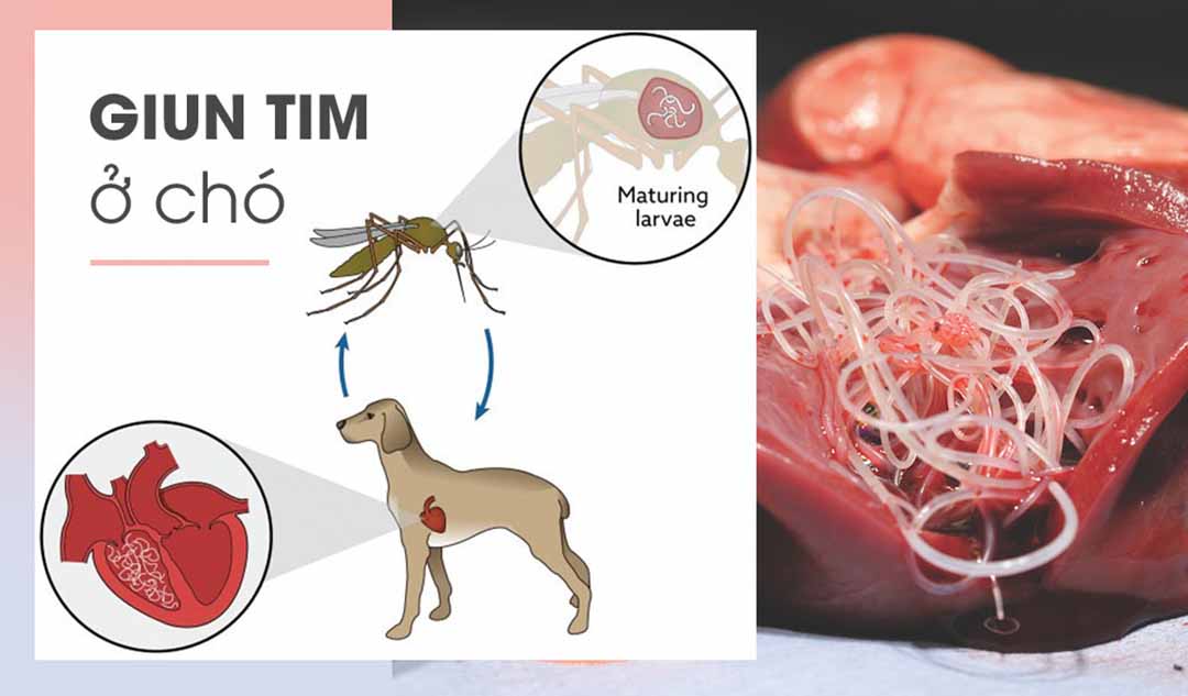 Giun tim ở chó là gì?