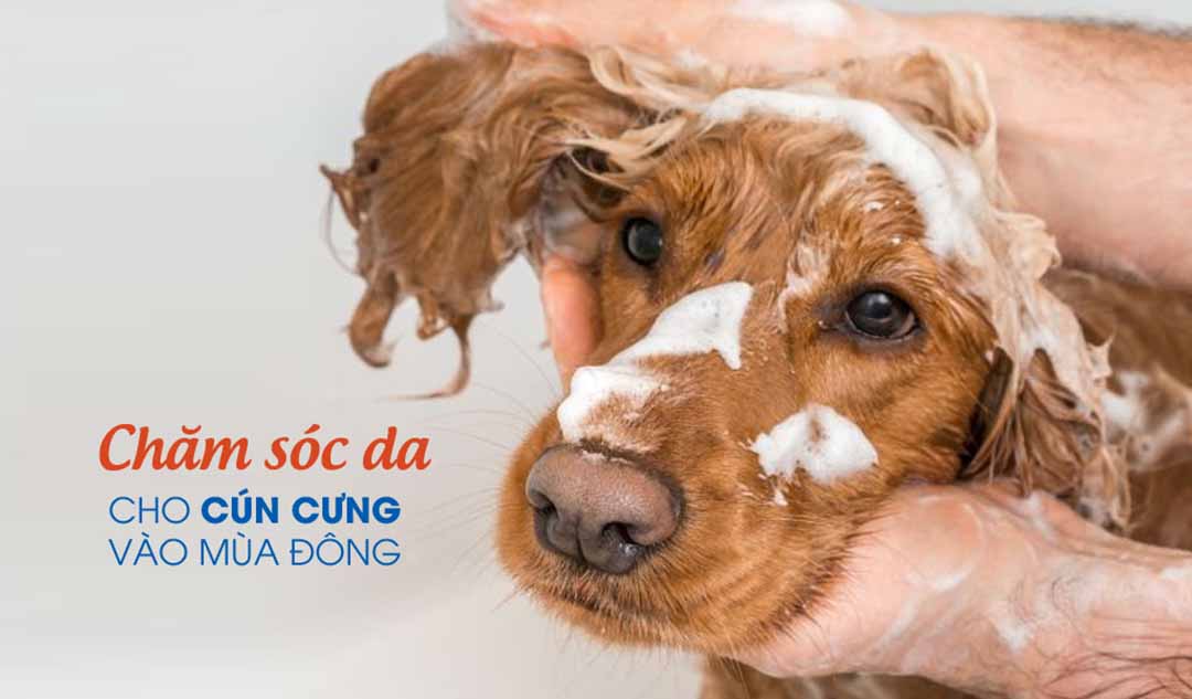 Bạn nên chăm sóc da cún cưng của bạn trong mùa đông như thế nào?