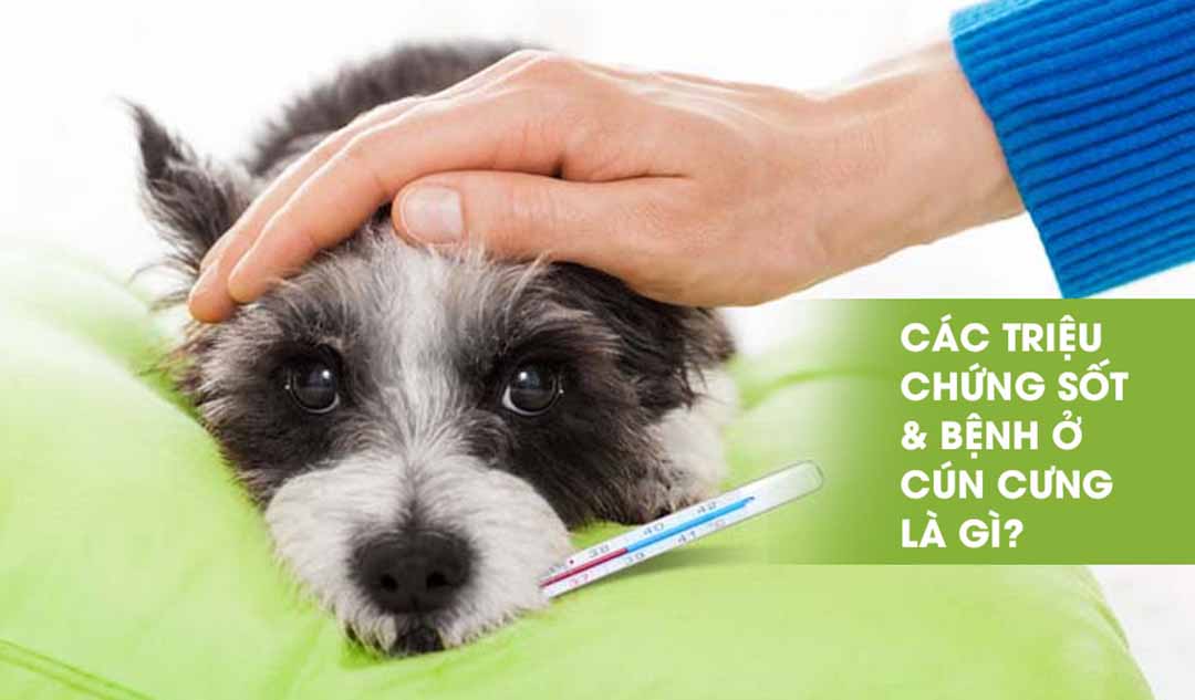 Các triệu chứng sốt và bệnh ở cún cưng là gì?