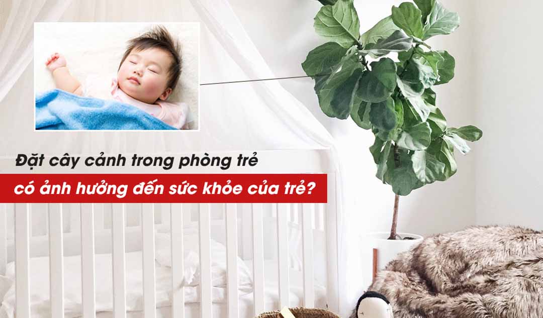 Các cây cảnh để trong phòng có ảnh hưởng gì tới sức khỏe của trẻ sơ sinh không?