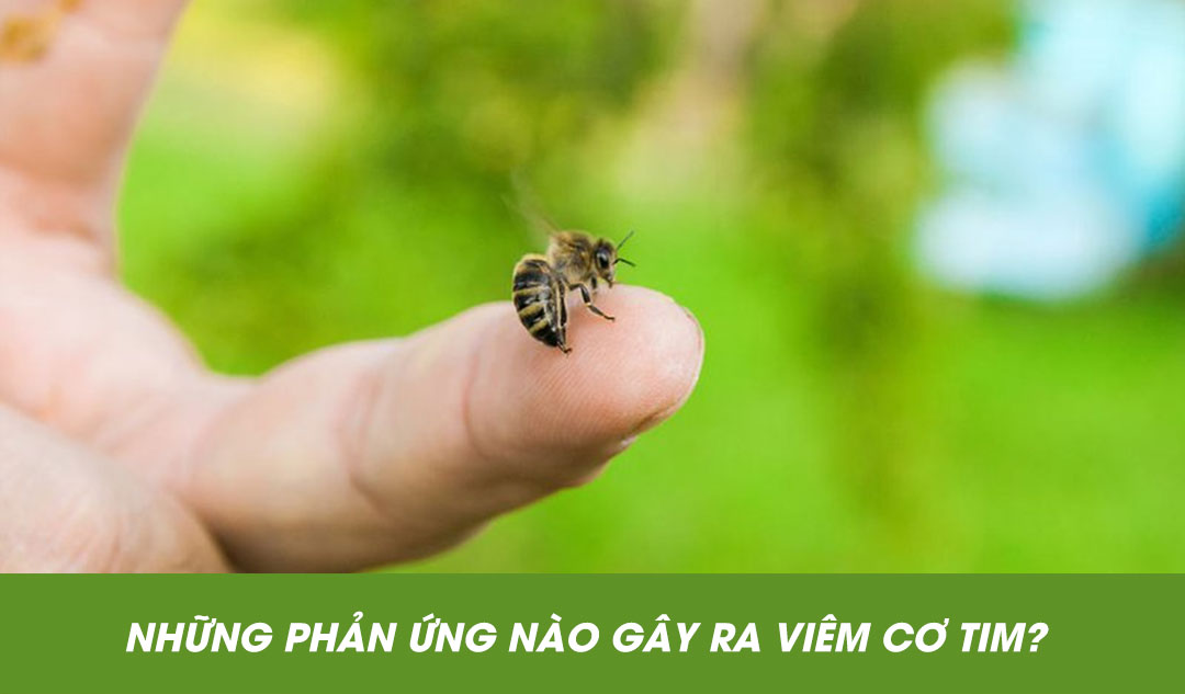 Những phản ứng nào gây ra viêm cơ tim?