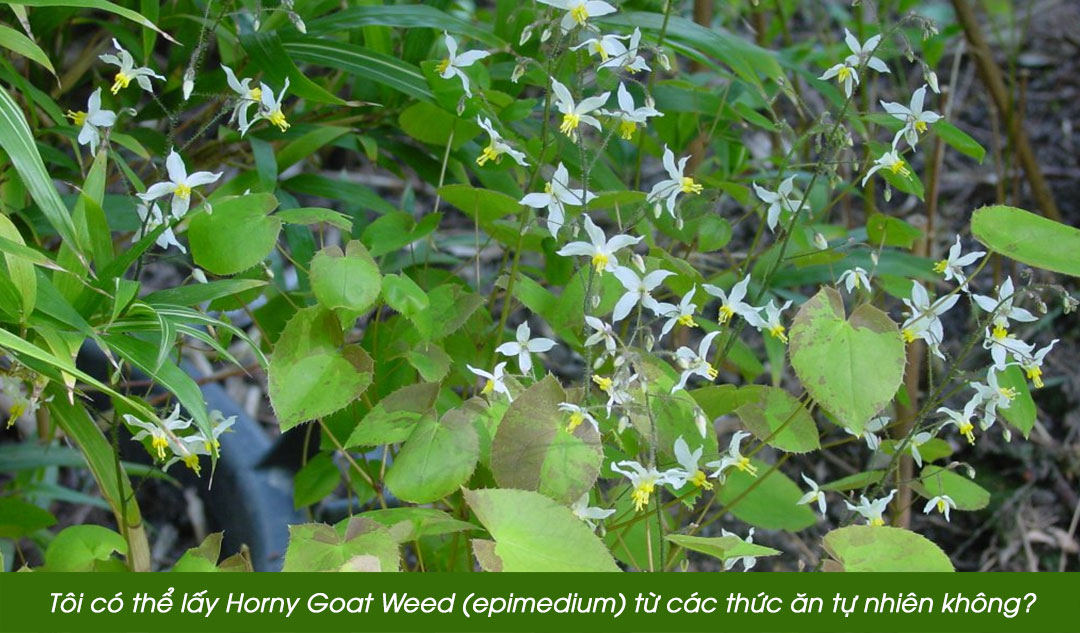 Tôi có thể lấy Horny Goat Weed (epimedium) từ các thức ăn tự nhiên không?