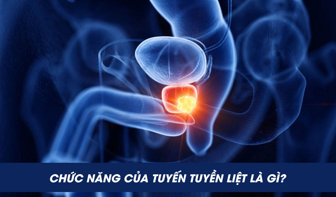 Chức năng của tuyến tuyền liệt là gì?