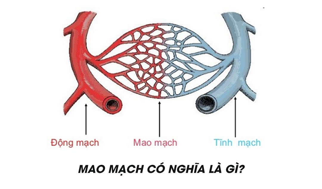 Mao mạch có nghĩa là gì?