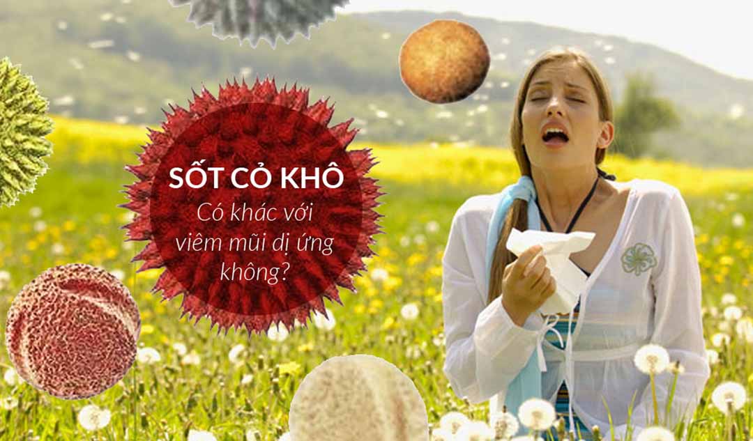 Sốt cỏ khô có khác với viêm mũi dị ứng không?