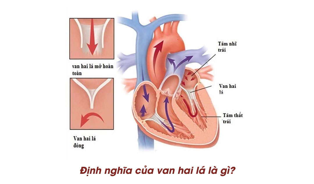  Định nghĩa của van hai lá là gì?