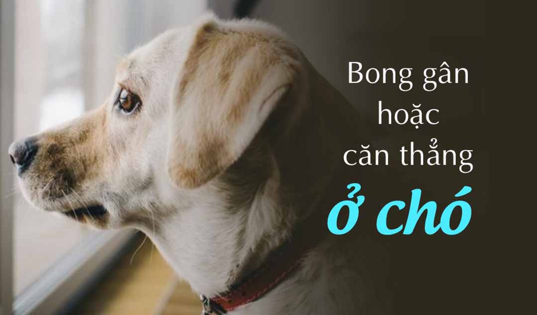 Chó có thể bị bong gân hoặc căn thẳng hay không?  