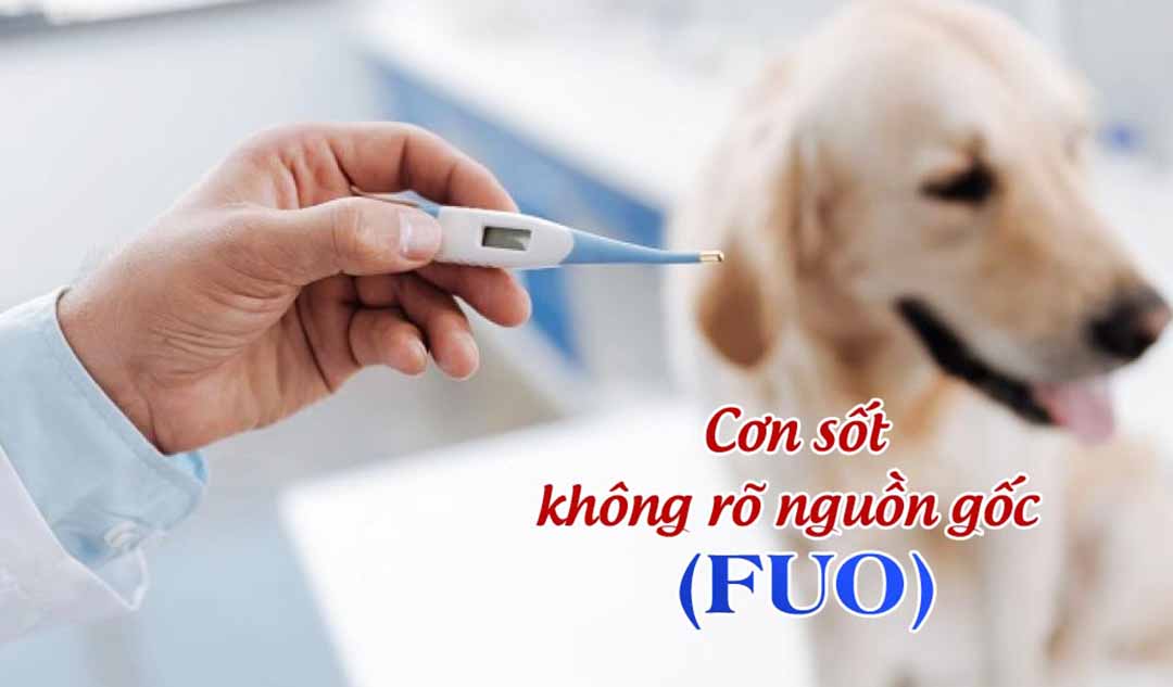 Sốt không rõ nguồn gốc (FUO) là gì và làm thế nào nó khiến cún cưng của bạn bị sốt cao?  