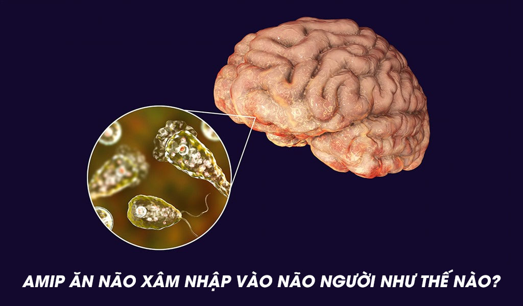 Amip ăn não xâm nhập vào não người như thế nào?