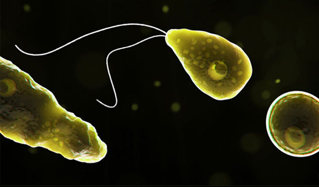 Những ai có thể bị nhiễm bệnh Amip ăn não (một loại ký sinh trùng có tên là Naegleria fowleri)?