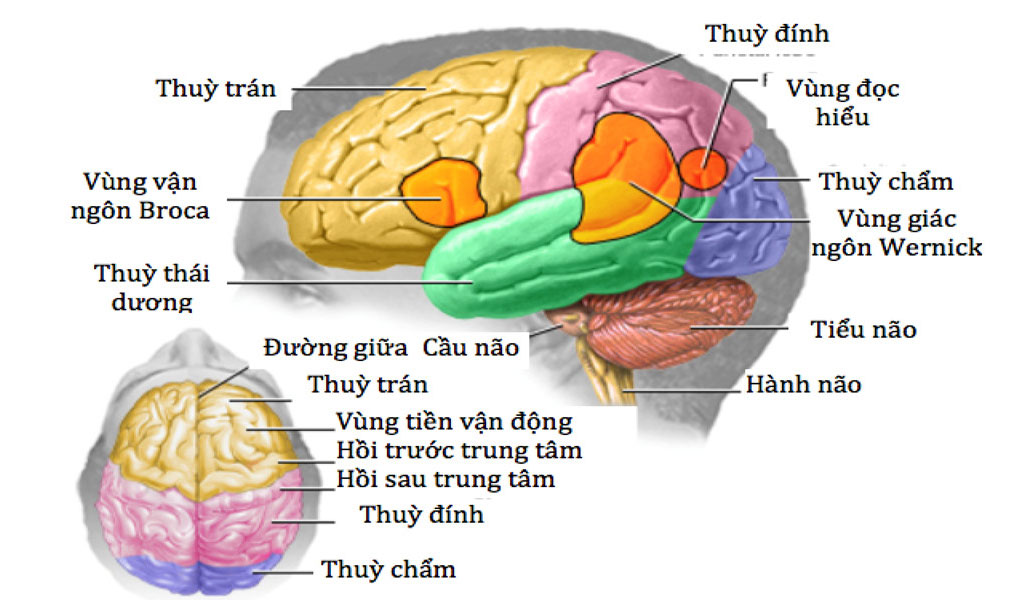 Trong cơ chế gây bệnh tổn thương não mạn tính (CTE), gen đóng vai trò quan trọng như thế nào?