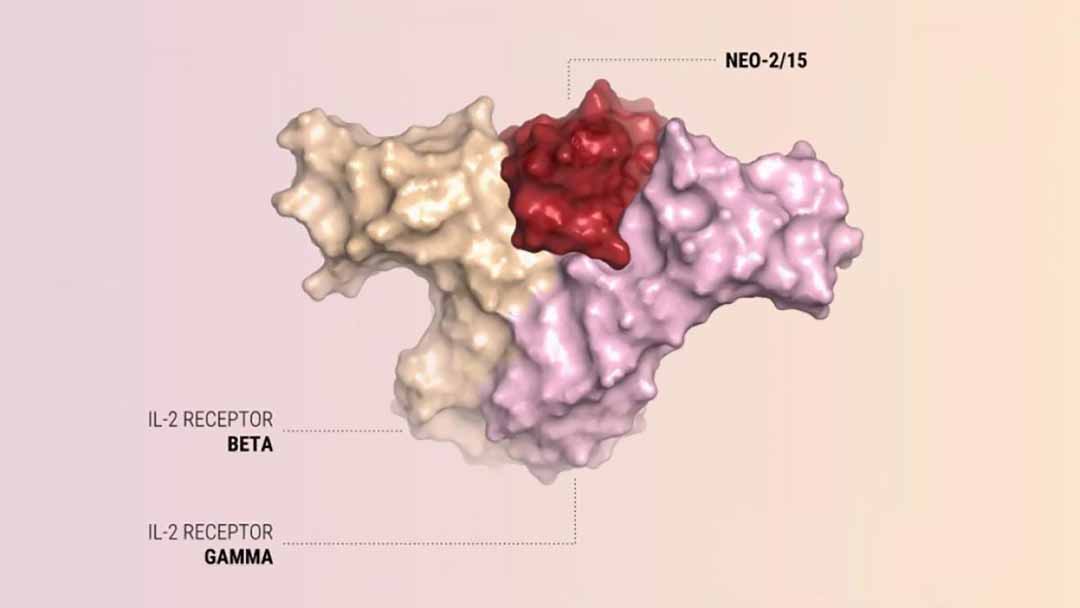 Các nhà khoa học thiết kế một protein mới sản xuất ra tế bào T chống ung thư