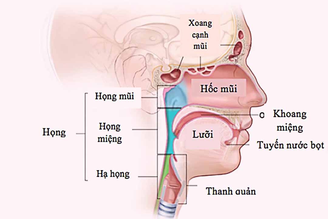 Các vấn đề về tuyến nước bọt