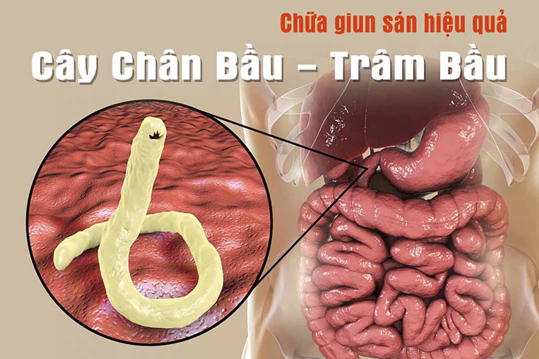 Cây Chân Bầu - Trâm Bầu - chữa giun sán hiệu quả