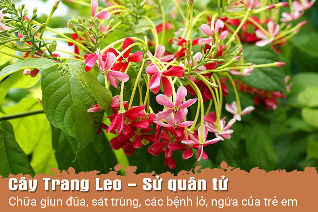 Cây Trang Leo - Sử Quân Tử