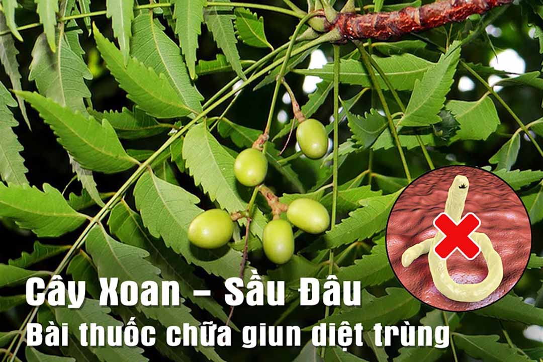 Cây Xoan - Sầu Đâu vị thuốc chữa giun diệt trùng