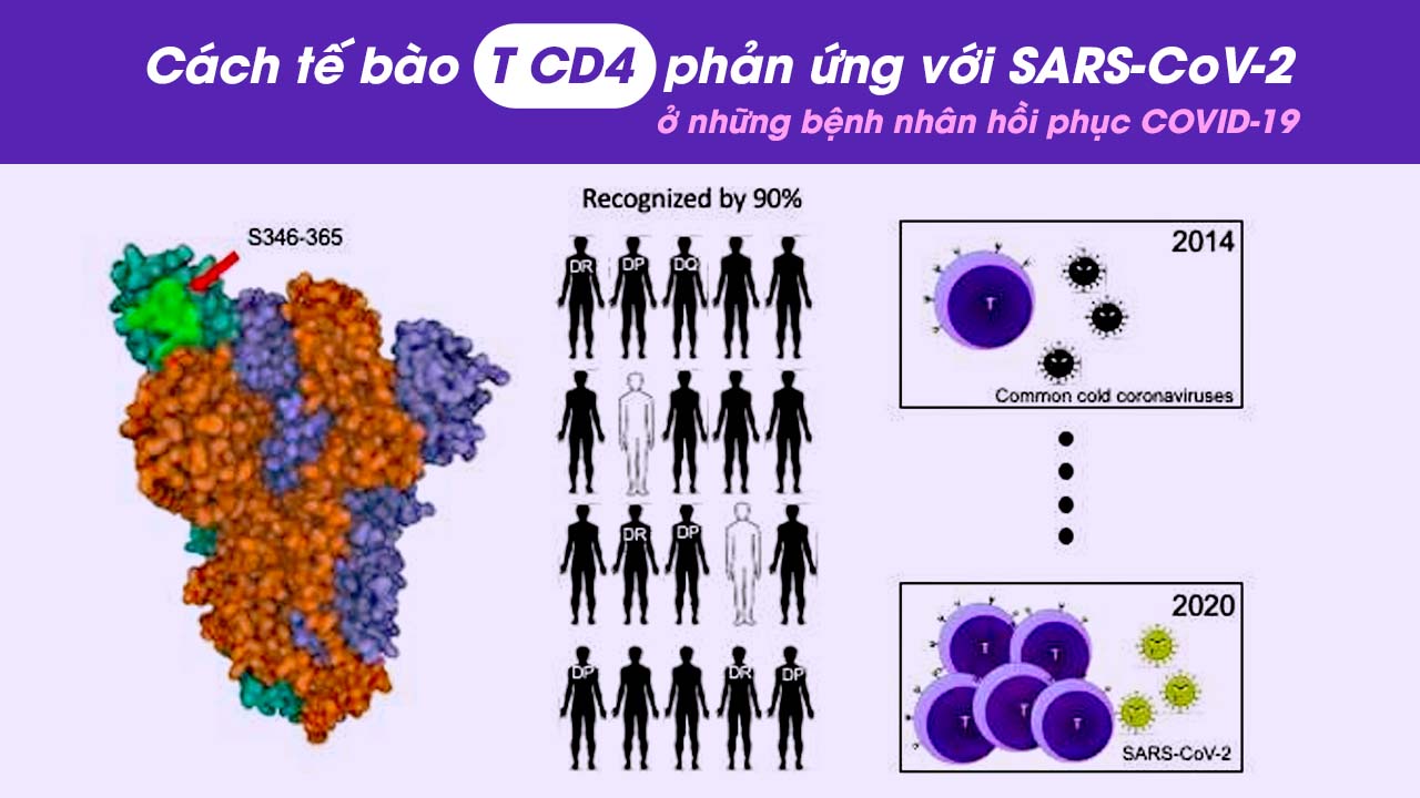 Cách tế bào T CD4 phản ứng với SARS-CoV-2 ở những bệnh nhân hồi phục COVID-19